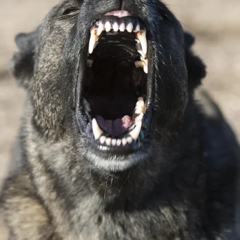 Denver dog bite attorney offering a free consultation to injury victims, providing expert legal counsel and advocacy to protect their rights and pursue full compensation